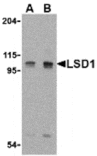 Western blot - LSD1 Antibody from Signalway Antibody (24398) - Antibodies.com