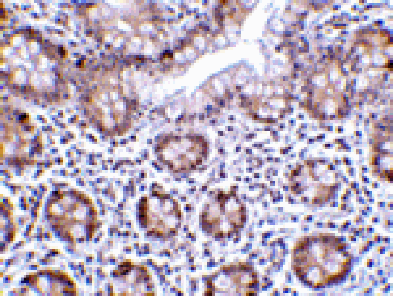 Immunohistochemistry - LSD1 Antibody from Signalway Antibody (24398) - Antibodies.com