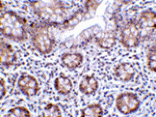 Immunohistochemistry - LSD1 Antibody from Signalway Antibody (24398) - Antibodies.com