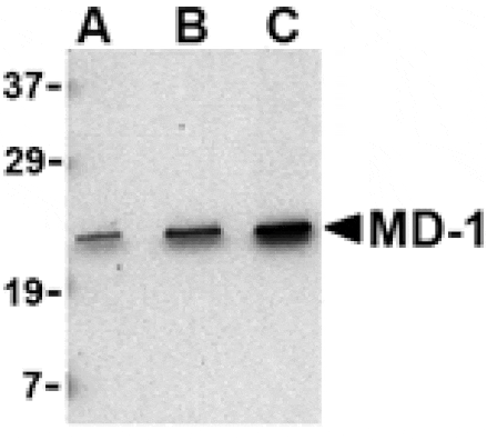 Western blot - MD-1 Antibody from Signalway Antibody (24425) - Antibodies.com