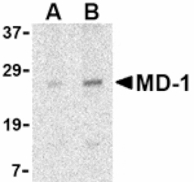 Western blot - MD-1 Antibody from Signalway Antibody (24426) - Antibodies.com