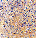 Immunohistochemistry - MD-1 Antibody from Signalway Antibody (24426) - Antibodies.com