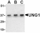 Western blot - UNG1 Antibody from Signalway Antibody (24431) - Antibodies.com