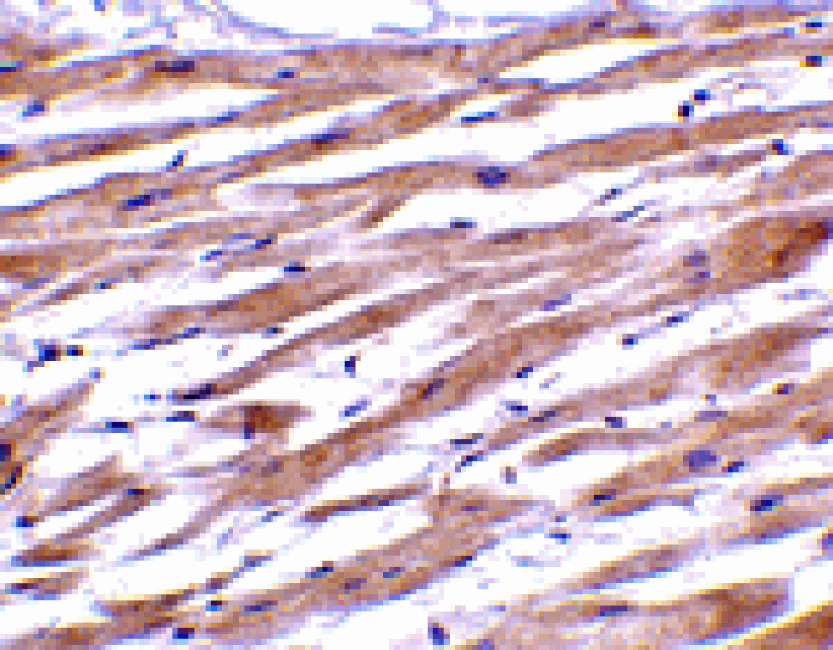 Immunohistochemistry - UNG1 Antibody from Signalway Antibody (24431) - Antibodies.com