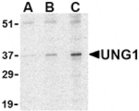 Western blot - UNG1 Antibody from Signalway Antibody (24432) - Antibodies.com