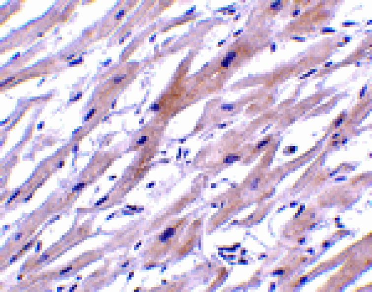 Immunohistochemistry - UNG1 Antibody from Signalway Antibody (24432) - Antibodies.com