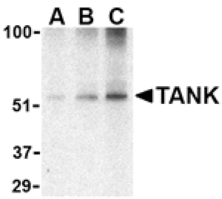 Western blot - TANK Antibody from Signalway Antibody (24437) - Antibodies.com