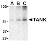Western blot - TANK Antibody from Signalway Antibody (24437) - Antibodies.com
