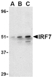 Western blot - IRF7 Antibody from Signalway Antibody (24455) - Antibodies.com