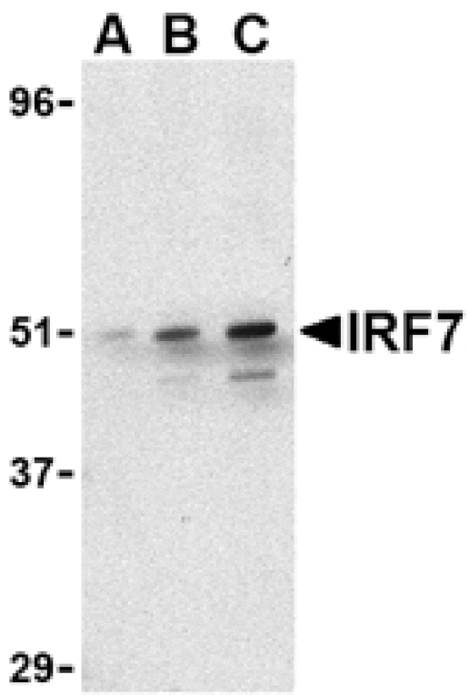 Western blot - IRF7 Antibody from Signalway Antibody (24455) - Antibodies.com