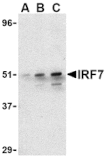 Western blot - IRF7 Antibody from Signalway Antibody (24455) - Antibodies.com