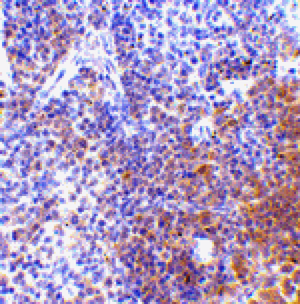 Immunohistochemistry - IRF7 Antibody from Signalway Antibody (24455) - Antibodies.com