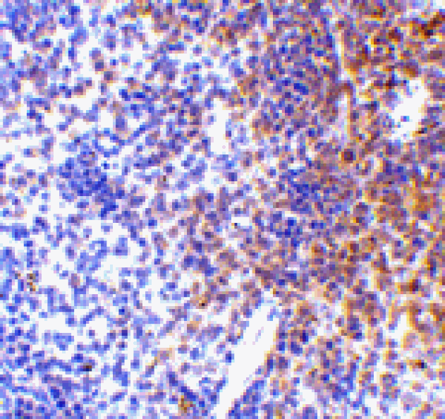 Immunohistochemistry - IRF7 Antibody from Signalway Antibody (24456) - Antibodies.com