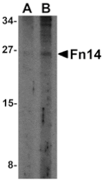 Western blot - Fn14 Antibody from Signalway Antibody (24460) - Antibodies.com