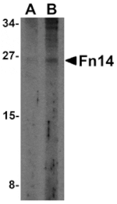 Western blot - Fn14 Antibody from Signalway Antibody (24460) - Antibodies.com