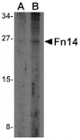 Western blot - Fn14 Antibody from Signalway Antibody (24460) - Antibodies.com