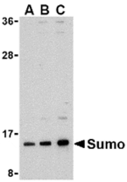 Western blot - Sumo Antibody from Signalway Antibody (24467) - Antibodies.com