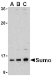 Western blot - Sumo Antibody from Signalway Antibody (24467) - Antibodies.com