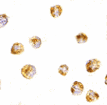 Immunocytochemistry - Sumo Antibody from Signalway Antibody (24467) - Antibodies.com