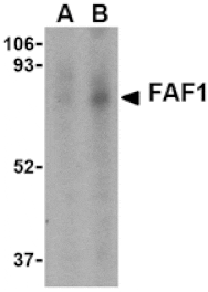 Western blot - FAF1 Antibody from Signalway Antibody (24476) - Antibodies.com