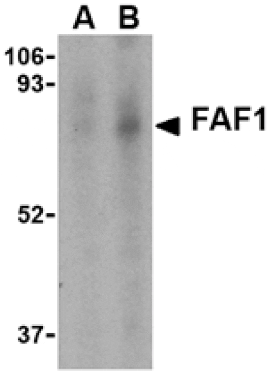 Western blot - FAF1 Antibody from Signalway Antibody (24476) - Antibodies.com