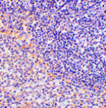 Immunohistochemistry - FAF1 Antibody from Signalway Antibody (24476) - Antibodies.com