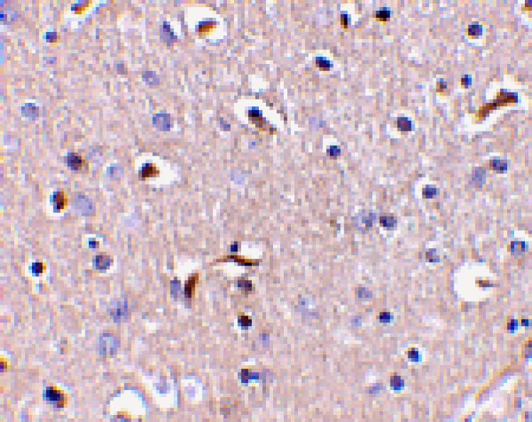 Immunohistochemistry - APH1 Antibody from Signalway Antibody (24480) - Antibodies.com