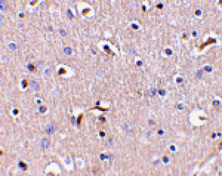 Immunohistochemistry - APH1 Antibody from Signalway Antibody (24480) - Antibodies.com