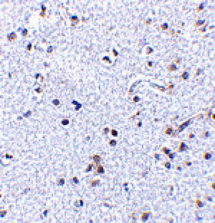 Immunohistochemistry - TSLP Antibody from Signalway Antibody (24486) - Antibodies.com