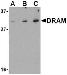 Western blot - DRAM Antibody from Signalway Antibody (24493) - Antibodies.com