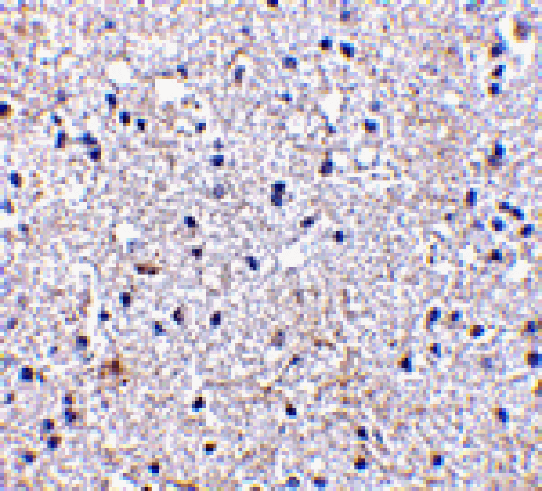 Immunohistochemistry - SCO1 Antibody from Signalway Antibody (24497) - Antibodies.com