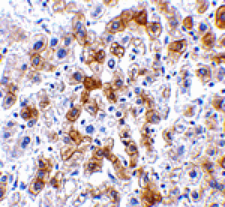 Immunohistochemistry - SCO2 Antibody from Signalway Antibody (24498) - Antibodies.com