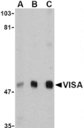 Western blot - VISA Antibody from Signalway Antibody (24501) - Antibodies.com