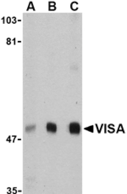 Western blot - VISA Antibody from Signalway Antibody (24501) - Antibodies.com