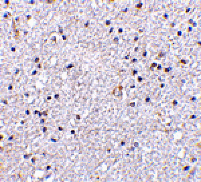 Immunohistochemistry - VISA Antibody from Signalway Antibody (24501) - Antibodies.com