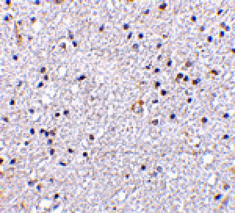 Immunohistochemistry - VISA Antibody from Signalway Antibody (24501) - Antibodies.com