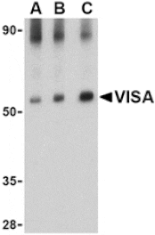 Western blot - VISA Antibody from Signalway Antibody (24502) - Antibodies.com