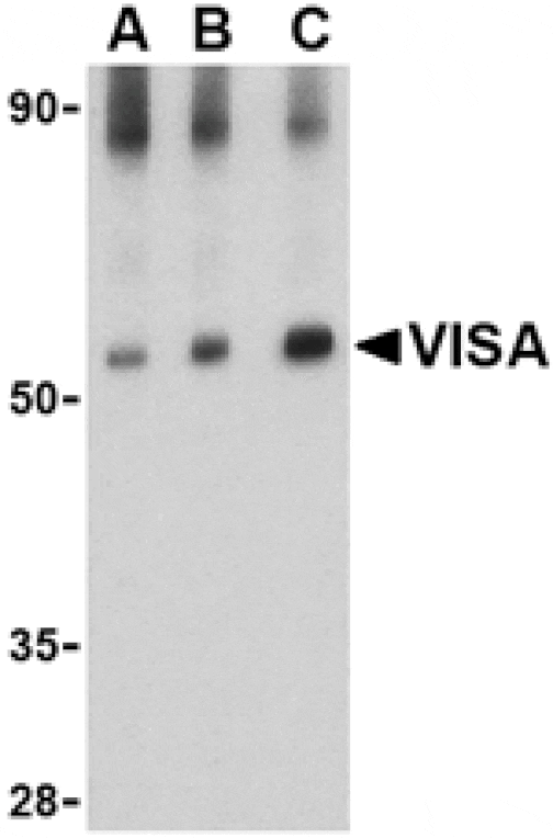 Western blot - VISA Antibody from Signalway Antibody (24502) - Antibodies.com