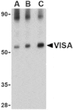 Western blot - VISA Antibody from Signalway Antibody (24502) - Antibodies.com