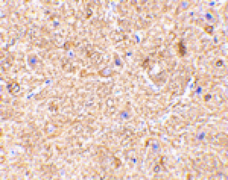 Immunohistochemistry - VISA Antibody from Signalway Antibody (24502) - Antibodies.com