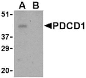 Western blot - PD-1 Antibody from Signalway Antibody (24506) - Antibodies.com
