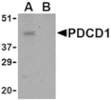 Western blot - PD-1 Antibody from Signalway Antibody (24506) - Antibodies.com
