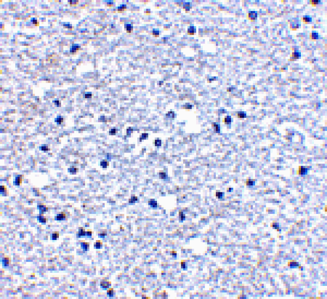 Immunohistochemistry - PD-1 Antibody from Signalway Antibody (24506) - Antibodies.com