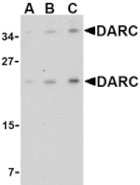 Western blot - DARC Antibody from Signalway Antibody (24507) - Antibodies.com