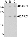 Western blot - DARC Antibody from Signalway Antibody (24507) - Antibodies.com