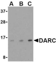 Western blot - DARC Antibody from Signalway Antibody (24508) - Antibodies.com