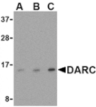 Western blot - DARC Antibody from Signalway Antibody (24508) - Antibodies.com