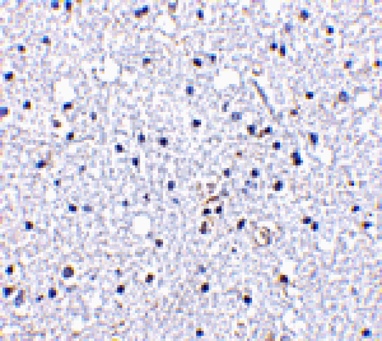 Immunohistochemistry - DARC Antibody from Signalway Antibody (24508) - Antibodies.com
