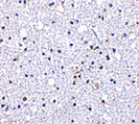 Immunohistochemistry - DARC Antibody from Signalway Antibody (24508) - Antibodies.com