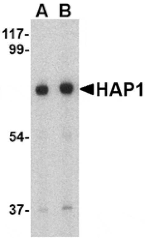 Western blot - HAP1 Antibody from Signalway Antibody (24527) - Antibodies.com